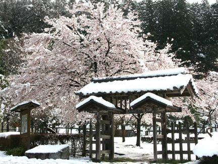 Snow over Cherry Blossom